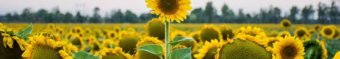 Sunflowers in a field, one taller than the others.